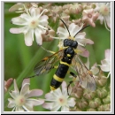 Tenthredo amoena - Blattwespe m03.jpg